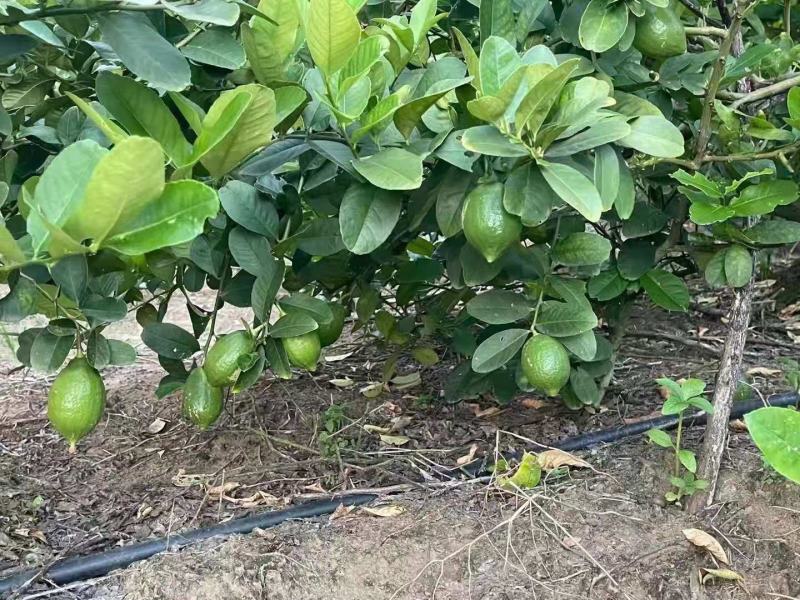 青果无籽香水柠檬2-4