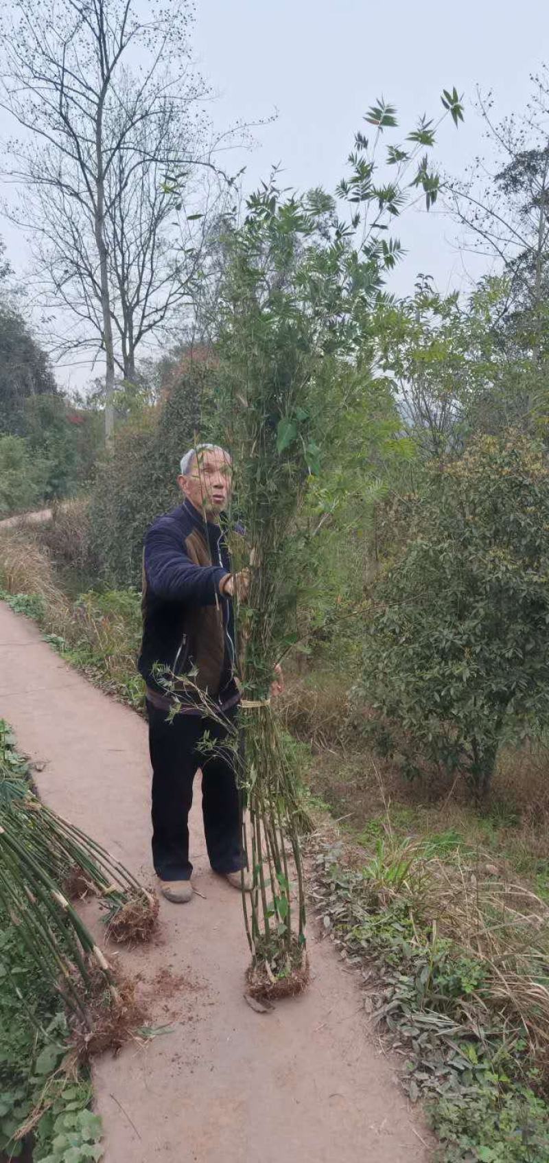 凤尾竹，量大，基地批发，规格大小齐全现场看苗，量大从优。