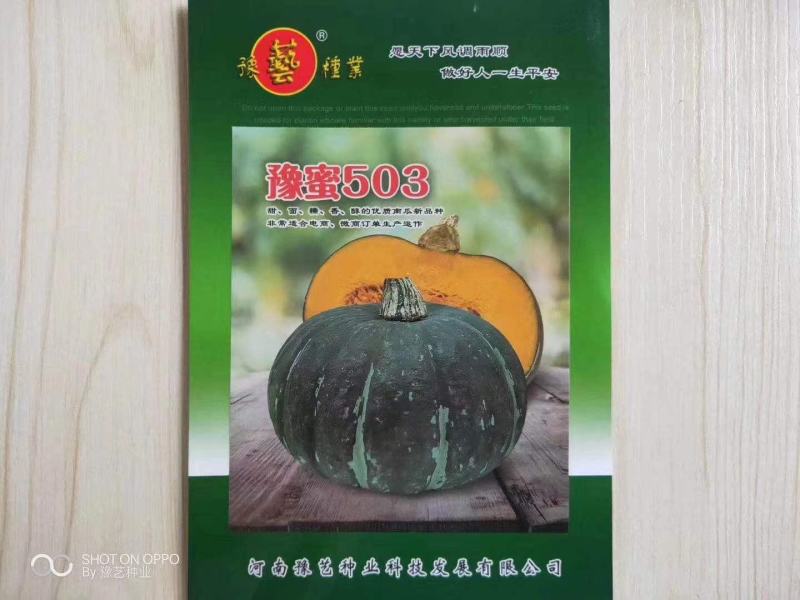 贝贝南瓜种子