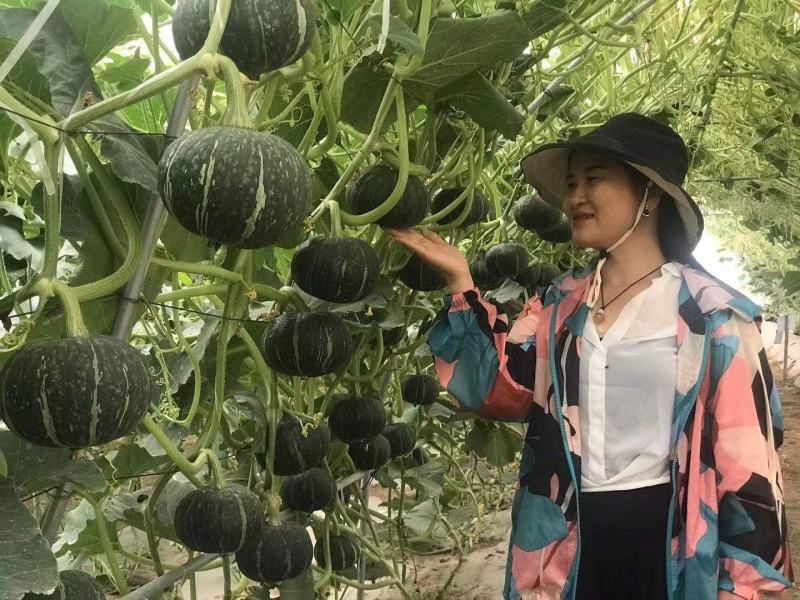 贝贝南瓜种子