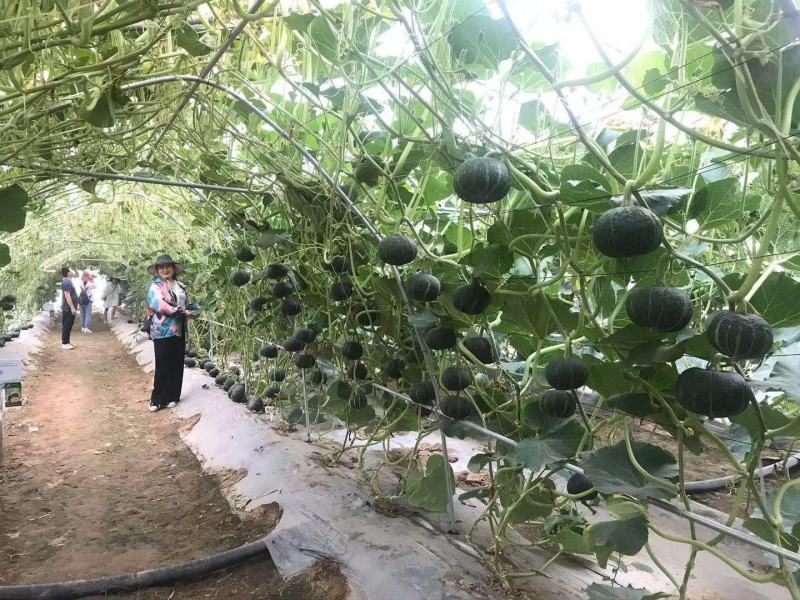贝贝南瓜种子