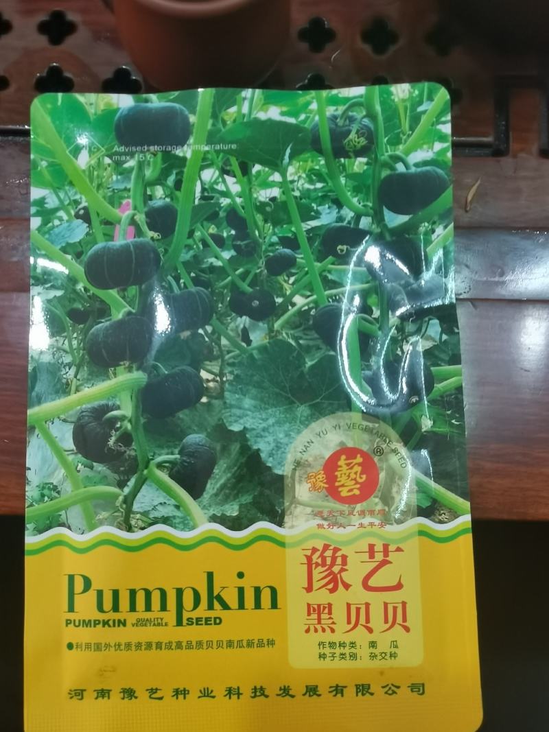 贝贝南瓜种子