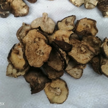 干香菇薄片大片中片小片带卷边泌阳香菇特产产区直供无杂质