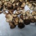 干香菇薄片大片中片小片带卷边泌阳香菇特产产区直供无杂质