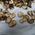 干香菇薄片大片中片小片带卷边泌阳香菇特产产区直供无杂质