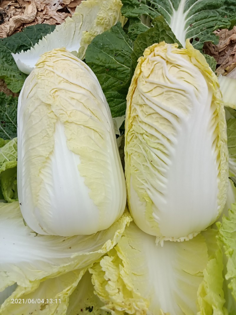 【热卖】云南昭通娃娃菜，量大质优，欢迎咨询