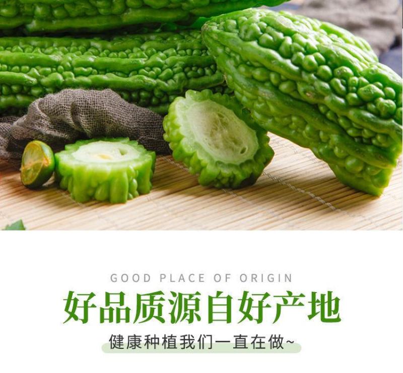 【产地直发】【一件代发】新鲜苦瓜农家自种蔬菜现摘现发包邮