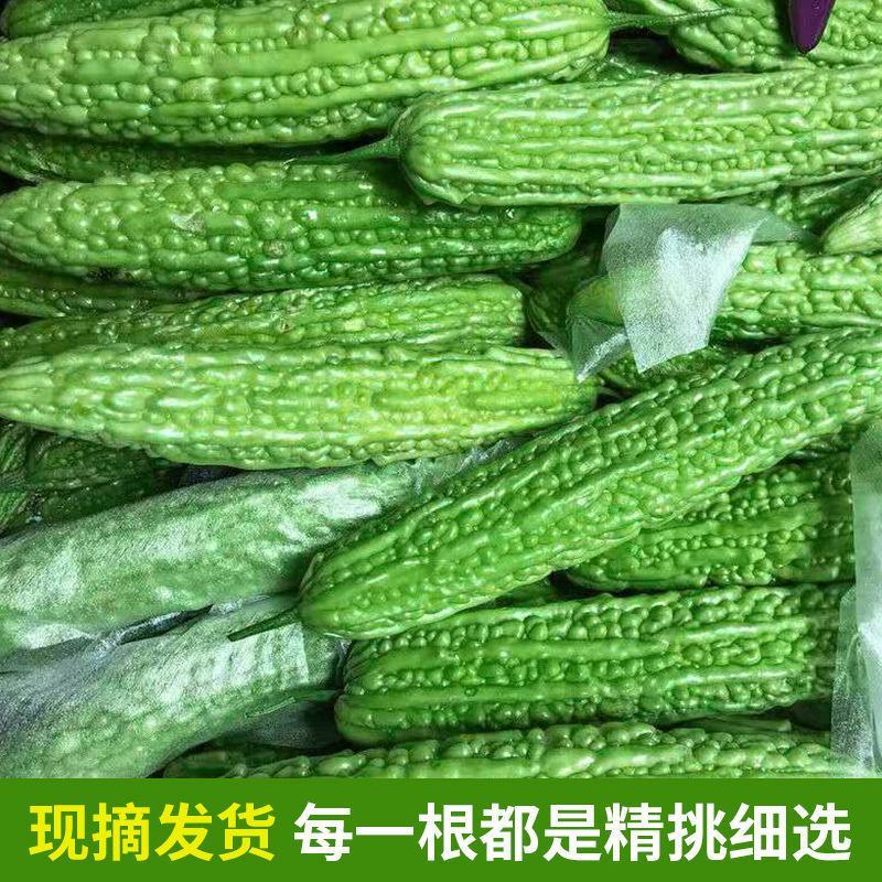【产地直发】【一件代发】新鲜苦瓜农家自种蔬菜现摘现发包邮