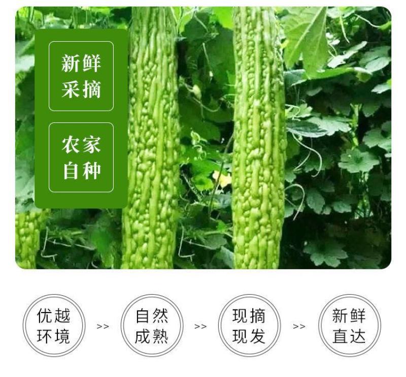 【产地直发】【一件代发】新鲜苦瓜农家自种蔬菜现摘现发包邮
