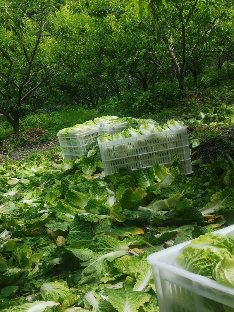 高山娃娃菜