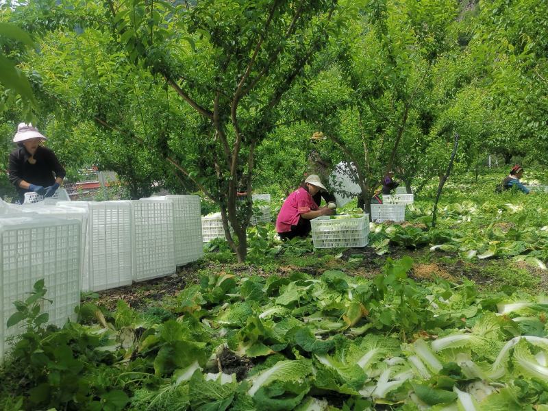 高山娃娃菜