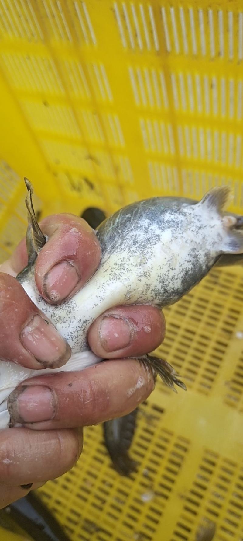 土鲶鱼大量有货需要的联系