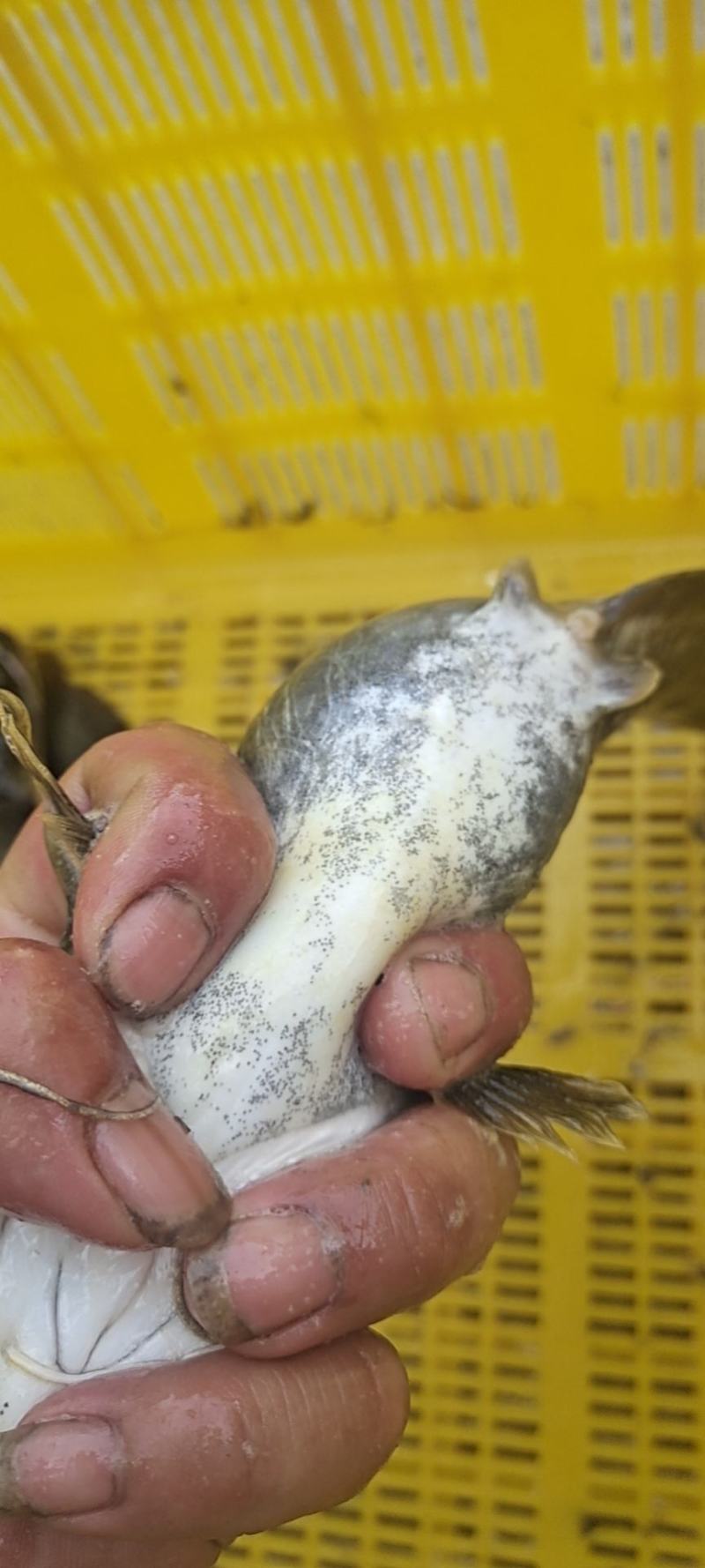 土鲶鱼大量有货需要的联系