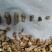 干香菇腿双剪菇腿净度90%以上手工分拣无胶纸泌阳原产直供