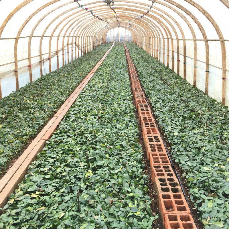 云南玫瑰苗，大花四季开花，成活率高，苗木新鲜，质量保证