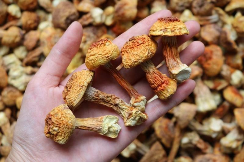 广州人A厂姬松茸食用菌菇蘑菇云南土特产干货