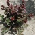 丛生红花紫薇3分支天鹅绒紫薇火红箭紫薇红花紫薇