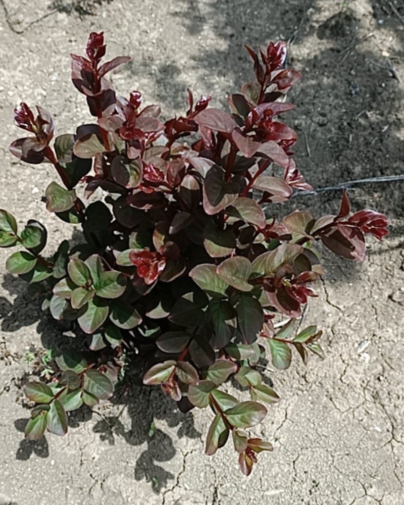 丛生红花紫薇3分支天鹅绒紫薇火红箭紫薇红花紫薇