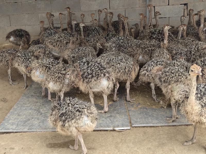 非洲鸵鸟脱温鸵鸟苗鸵鸟养殖场全国发货