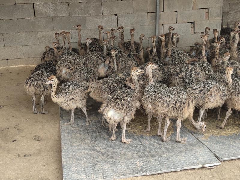 非洲鸵鸟脱温鸵鸟苗鸵鸟养殖场全国发货