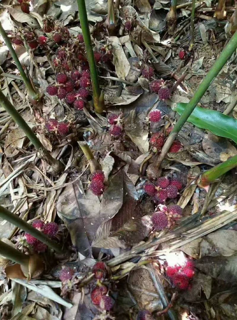 阳春正宗春砂仁产地直销批发新鲜现摘现卖泡酒泡蜂蜜，砂仁干