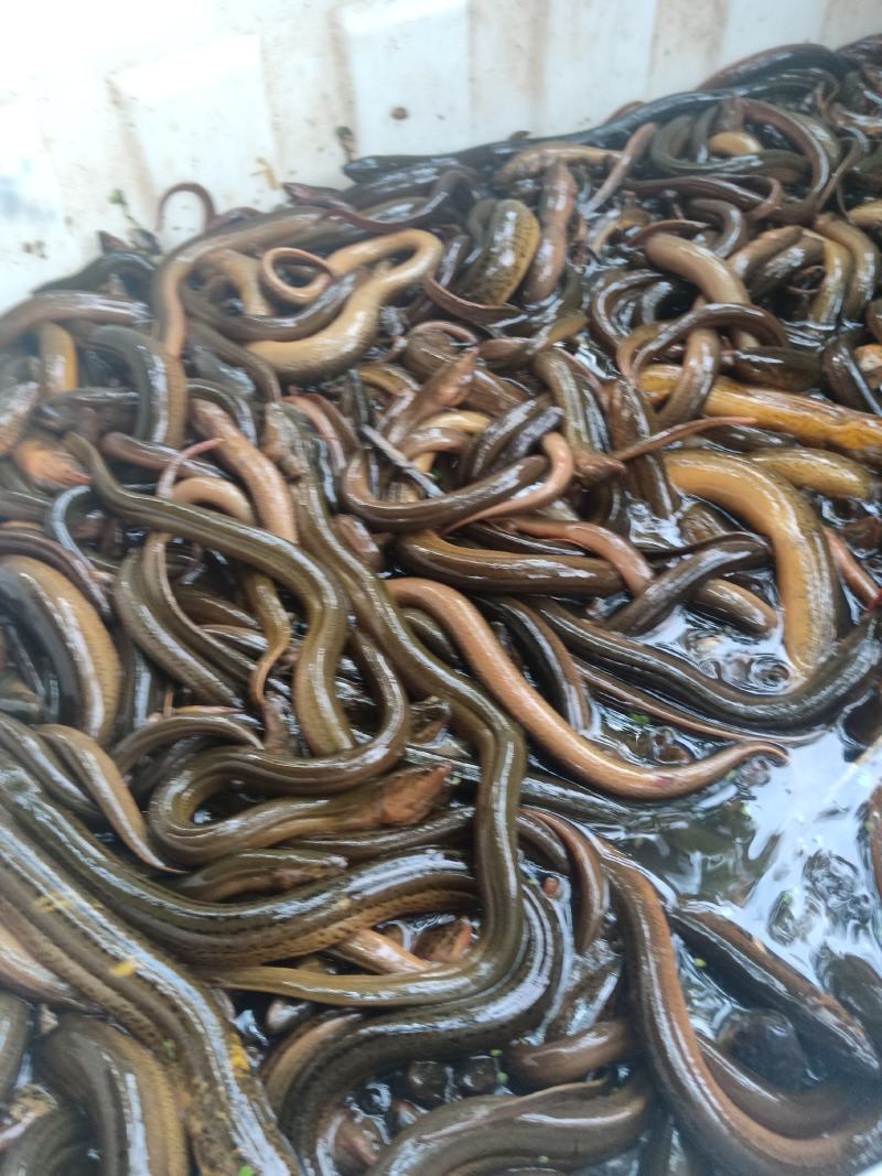 黄鳝苗微山湖自然生长100斤起批全国各地均可到货