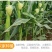 现摘甜玉米无农药迷你小玉米笋水果玉米沙拉菜食材包邮。