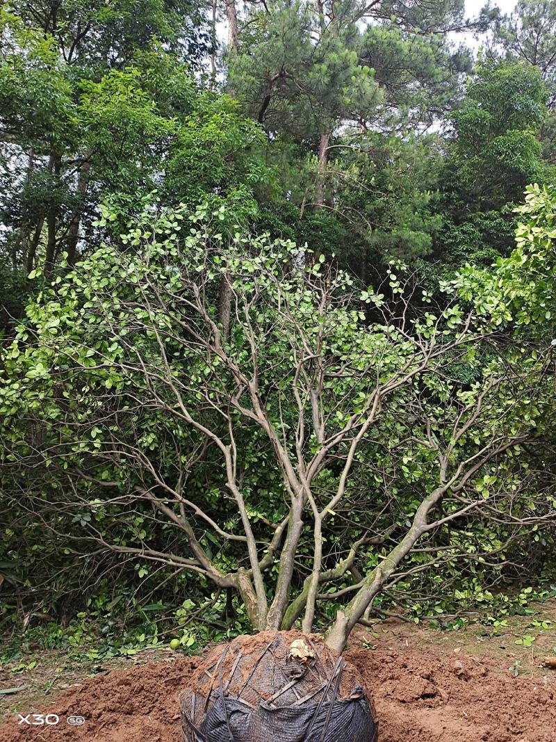 丛生柚子树