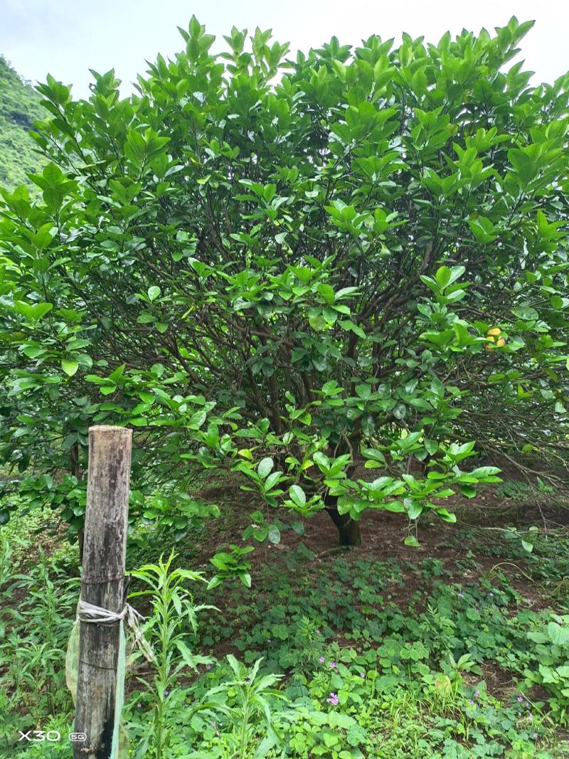 丛生柚子树