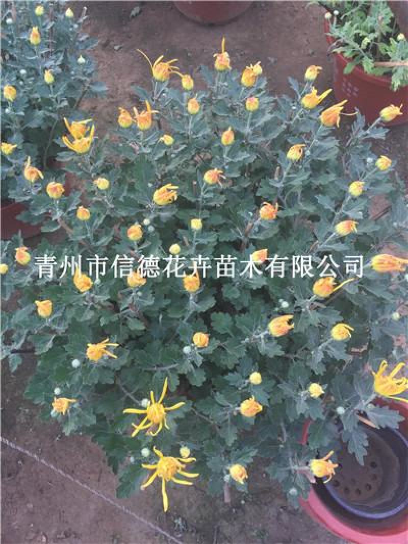 菊花，九月菊，千头菊，规格齐全，品种繁多，花色多，繁育基