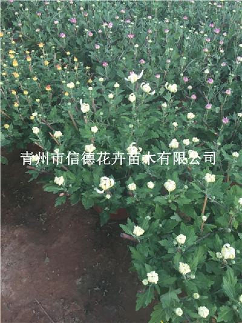 菊花，九月菊，千头菊，规格齐全，品种繁多，花色多，繁育基