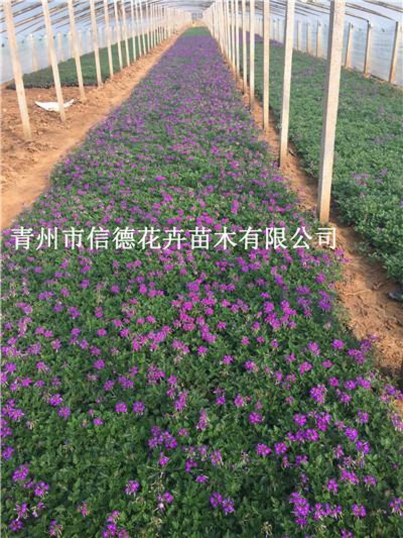 细叶美女樱，红蓝二色，规格齐全，基地直发，大量有货