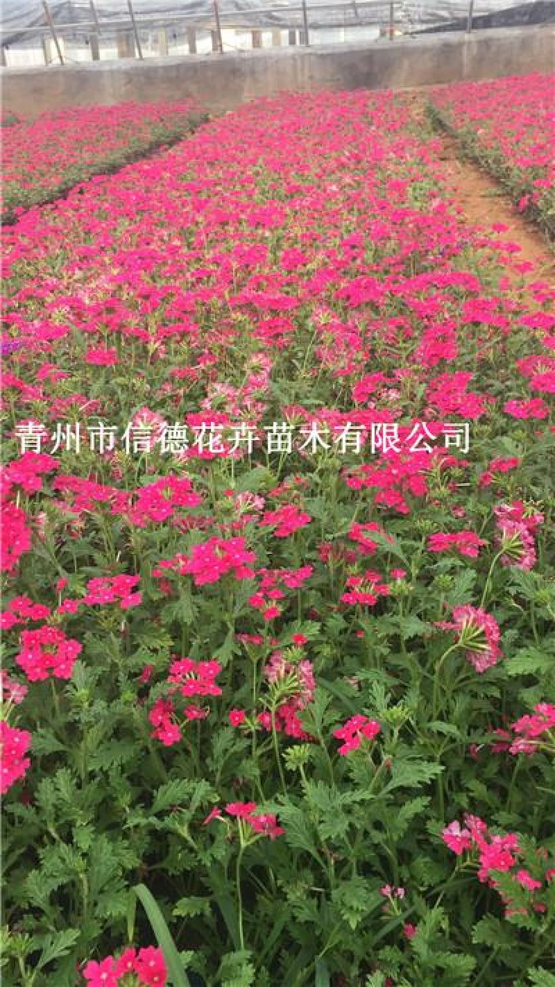 细叶美女樱，红蓝二色，规格齐全，基地直发，大量有货