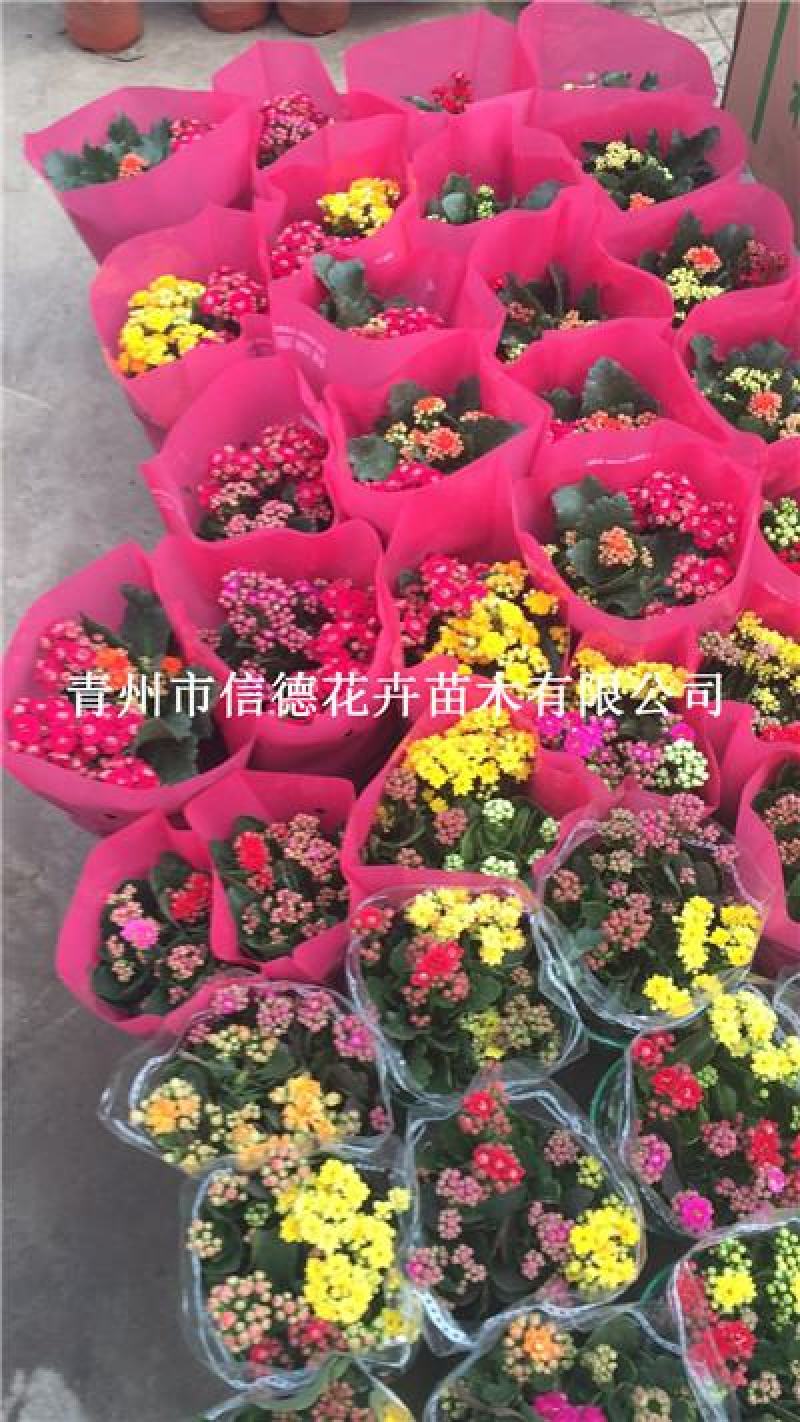 长寿花，大量有货，基地直发，一手货源，多色可选