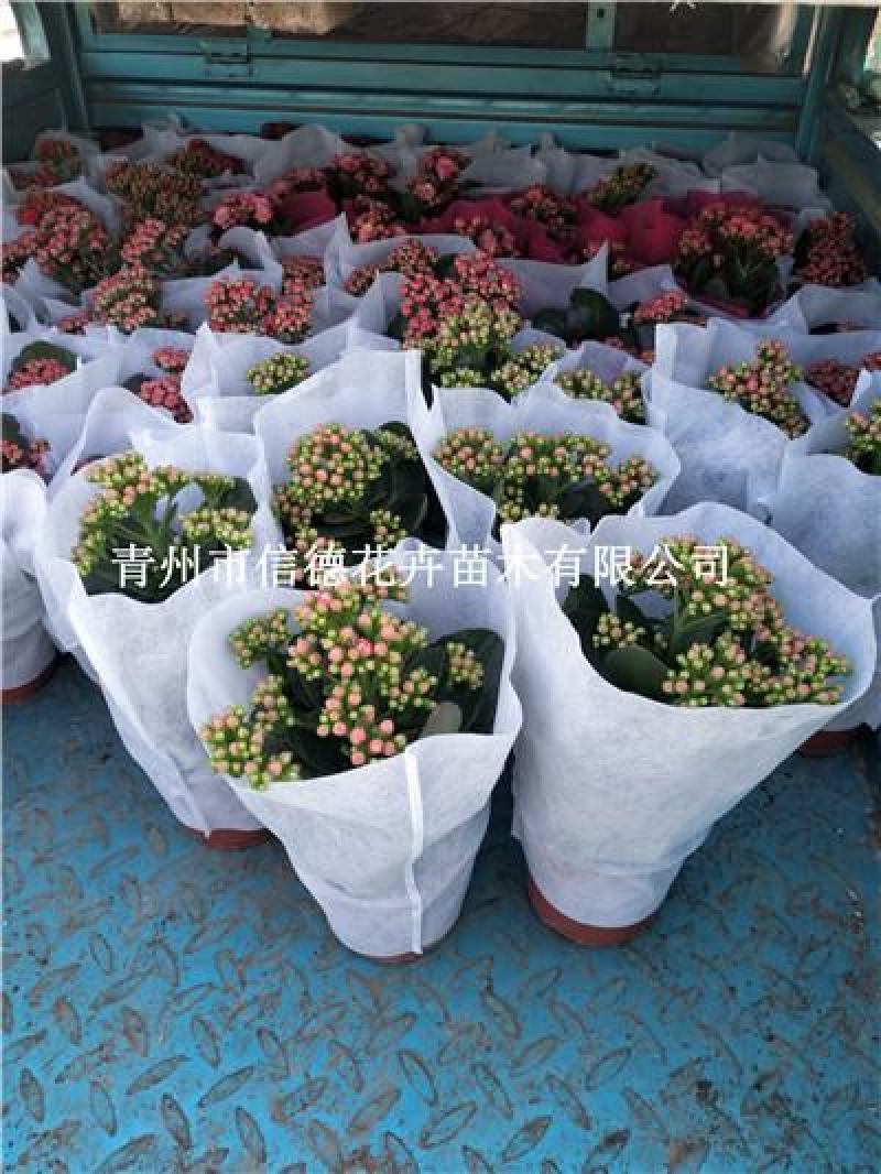 长寿花，大量有货，基地直发，一手货源，多色可选