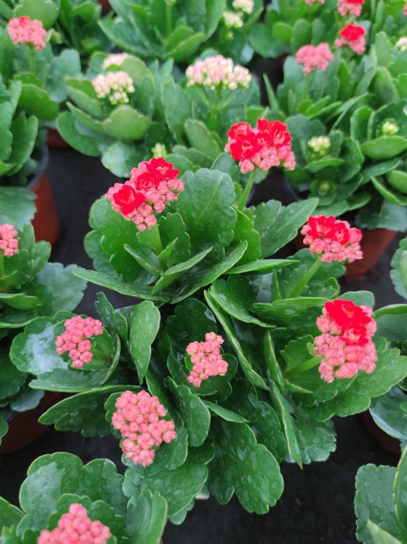 长寿花，大量有货，基地直发，一手货源，多色可选
