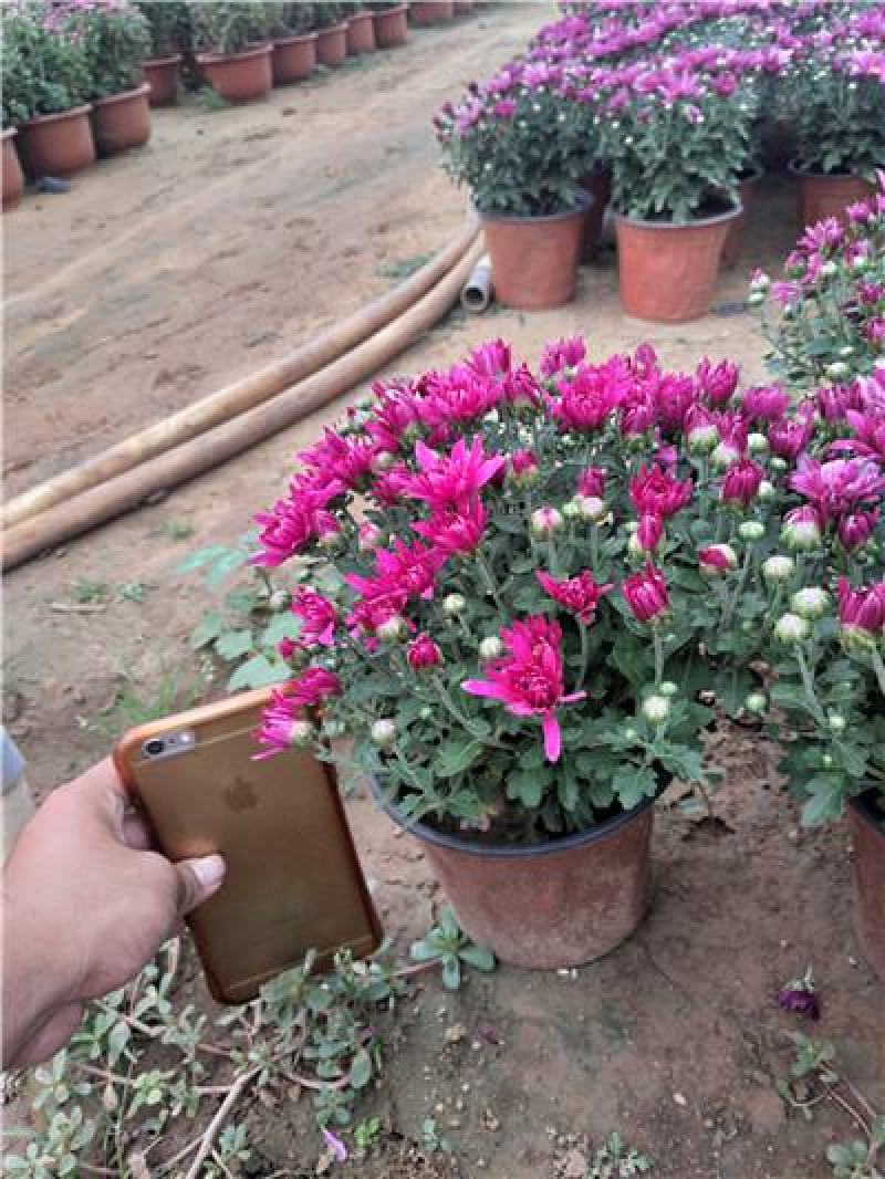 国庆菊，九月菊，规格齐全，大量现货，花头多，一手货源