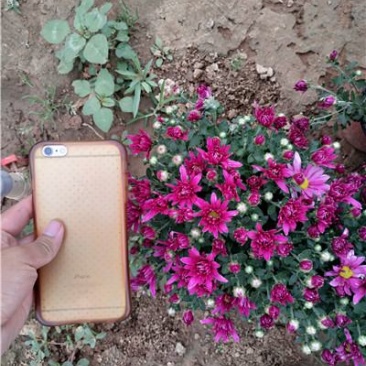 国庆菊，九月菊，规格齐全，大量现货，花头多，一手货源