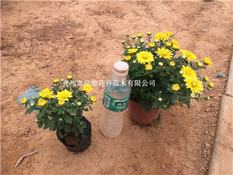 国庆菊，九月菊，规格齐全，大量现货，花头多，一手货源