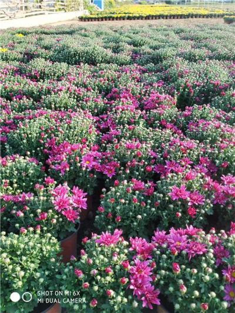 国庆菊，九月菊，规格齐全，大量现货，花头多，一手货源
