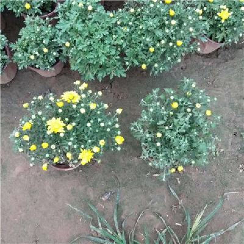 国庆菊，九月菊，规格齐全，大量现货，花头多，一手货源
