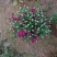 国庆菊，九月菊，规格齐全，大量现货，花头多，一手货源