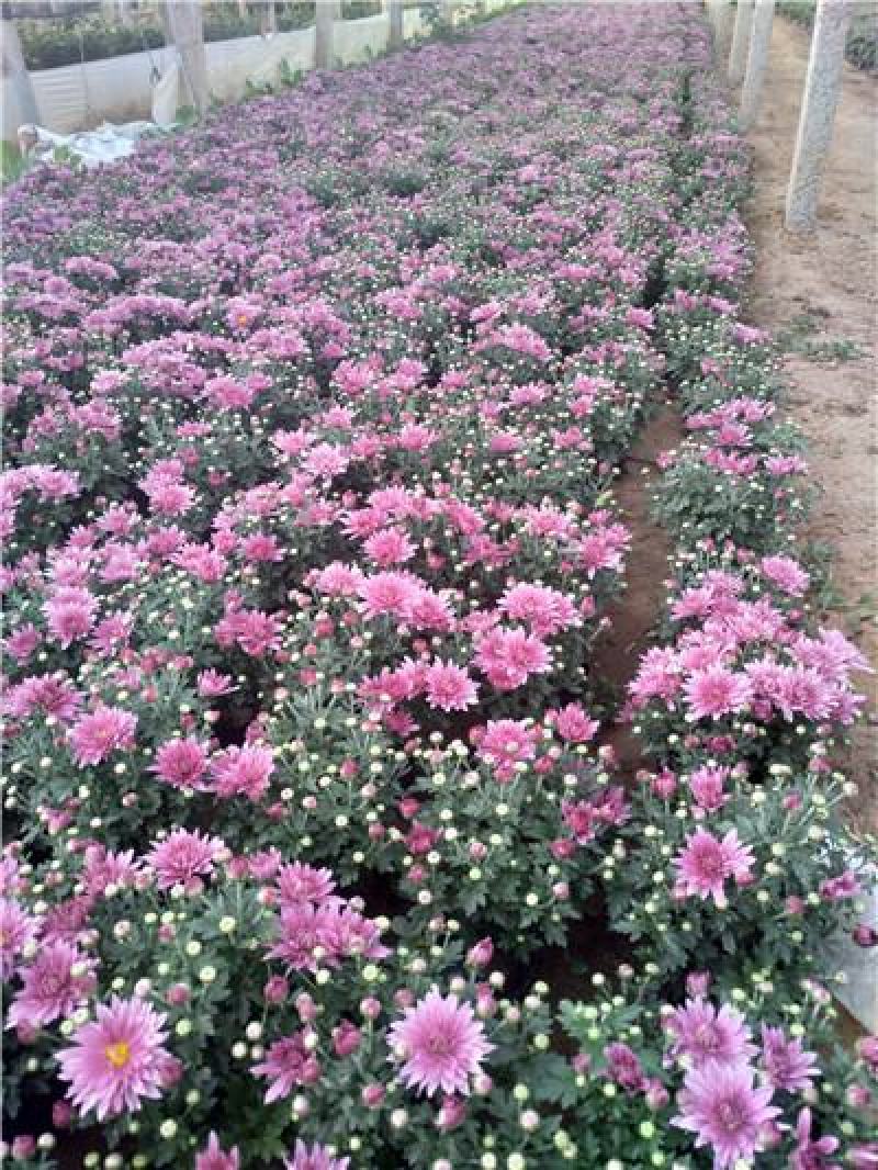 国庆菊，九月菊，规格齐全，大量现货，花头多，一手货源