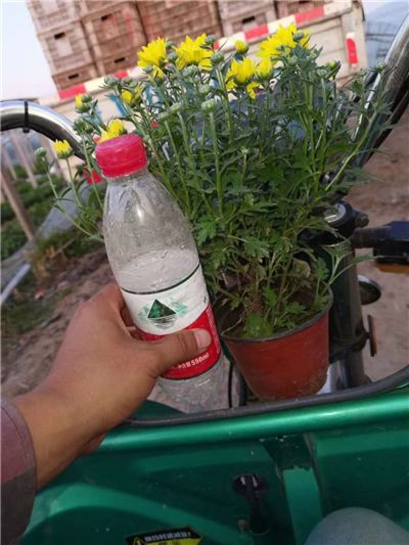 国庆菊，九月菊，规格齐全，大量现货，花头多，一手货源