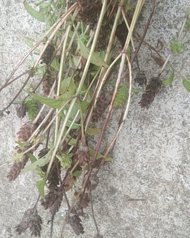 夏枯草重庆万州大山上的野生货