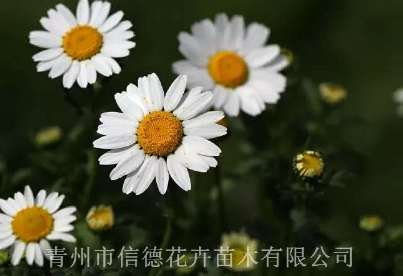 精品苗大滨菊营养钵苗大量有货基地