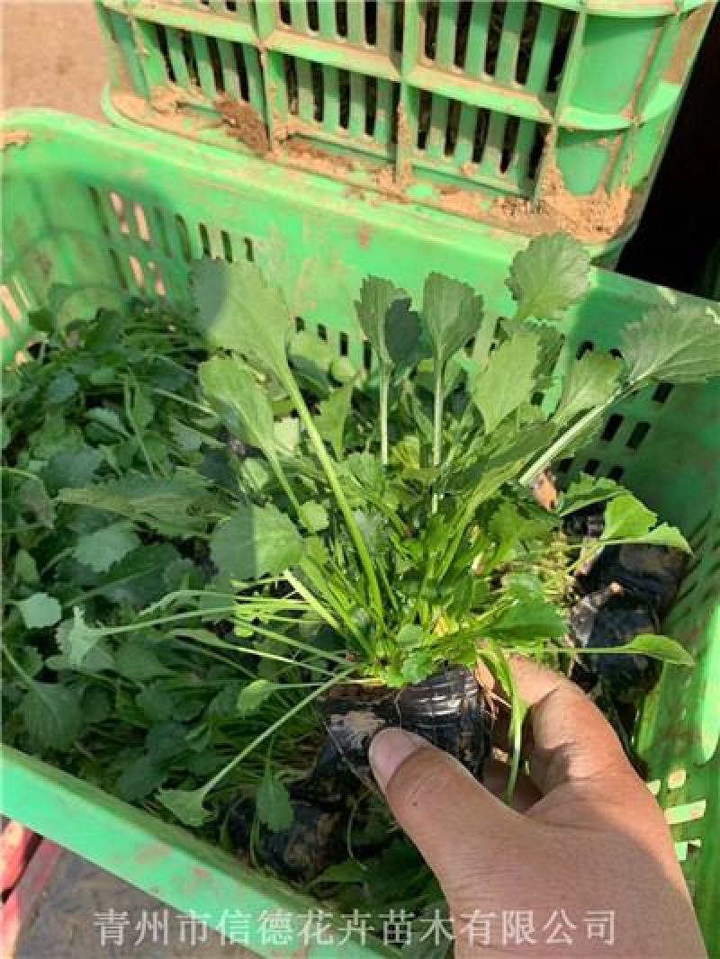 精品苗大滨菊营养钵苗大量有货基地