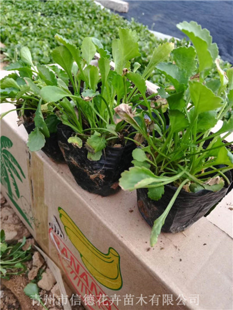 精品苗大滨菊营养钵苗大量有货基地