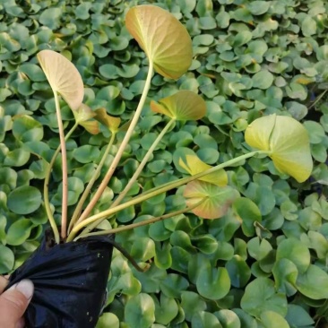 睡莲，水生植物，花色多样，大量有货，基地直发，一手货源