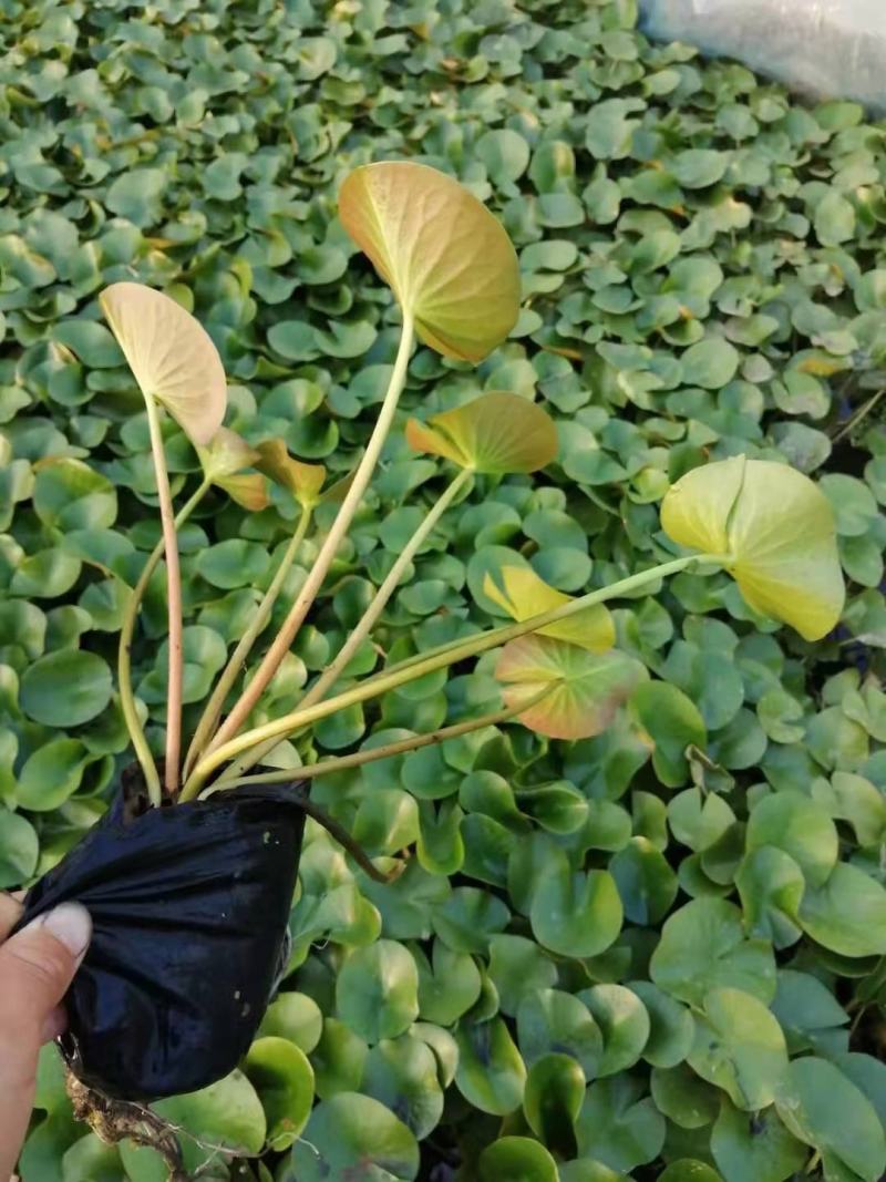 睡莲，水生植物，花色多样，大量有货，基地直发，一手货源